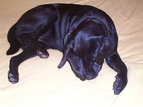 Photo de Labrador retriever