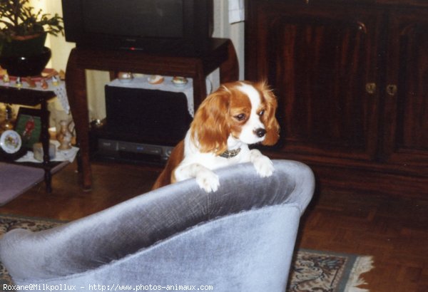 Photo de Cavalier king charles spaniel