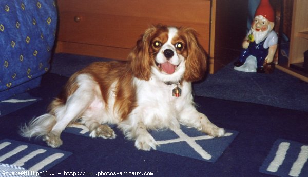 Photo de Cavalier king charles spaniel