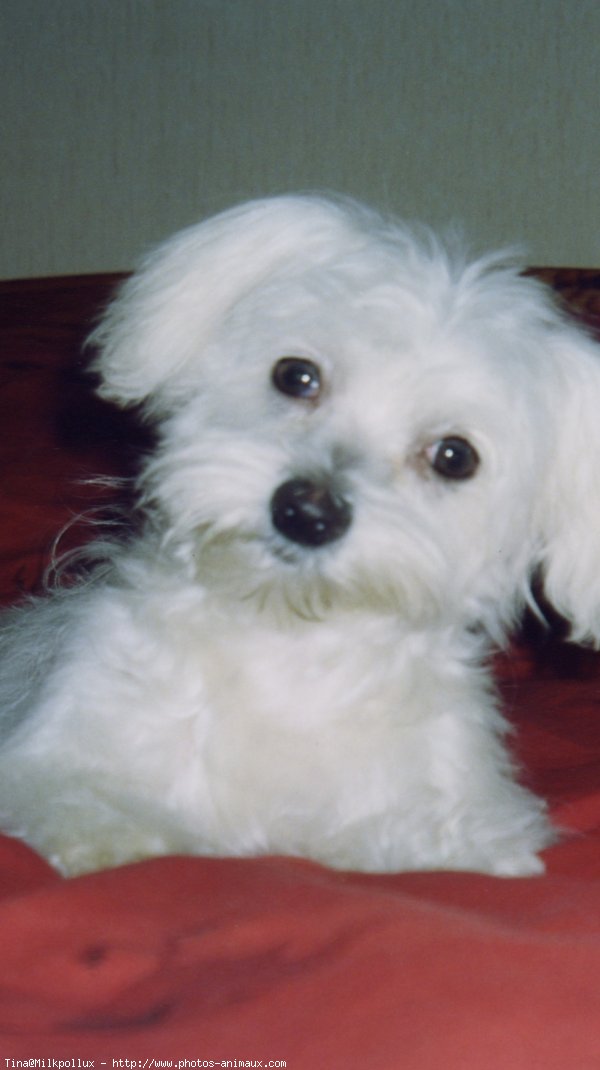 Photo de Bichon maltais