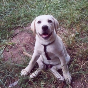 Photo de Labrador retriever