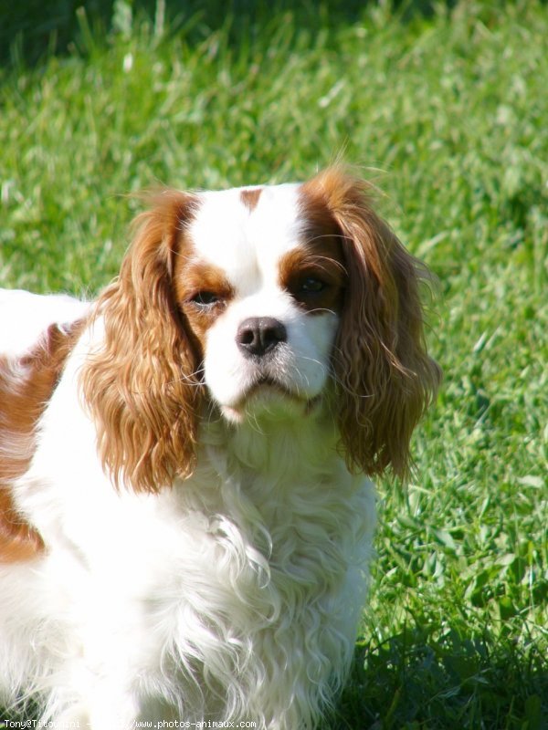 Photo de Cavalier king charles spaniel