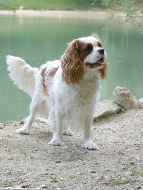 Photo de Cavalier king charles spaniel