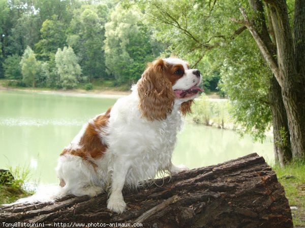 Photo de Cavalier king charles spaniel