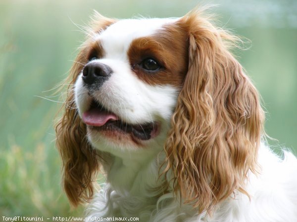 Photo de Cavalier king charles spaniel