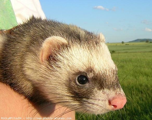 Photo de Furet