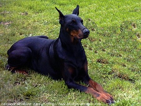 Photo de Dobermann