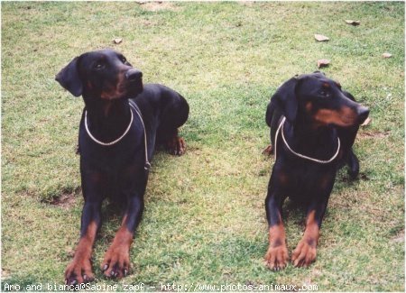 Photo de Dobermann