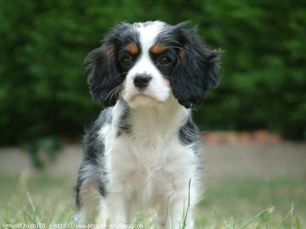 Photo de Cavalier king charles spaniel