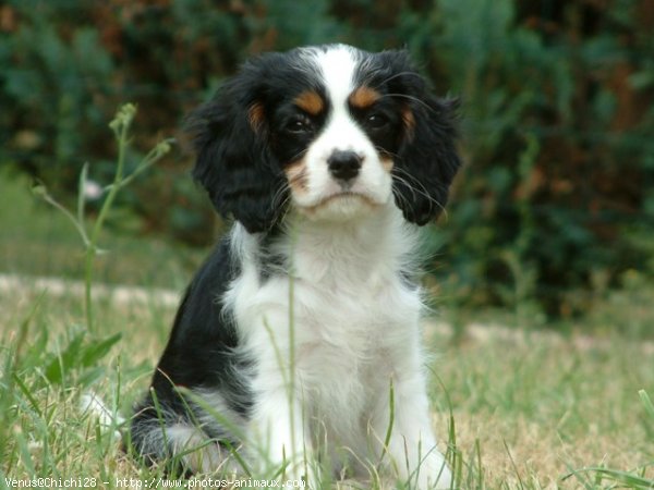 Photo de Cavalier king charles spaniel