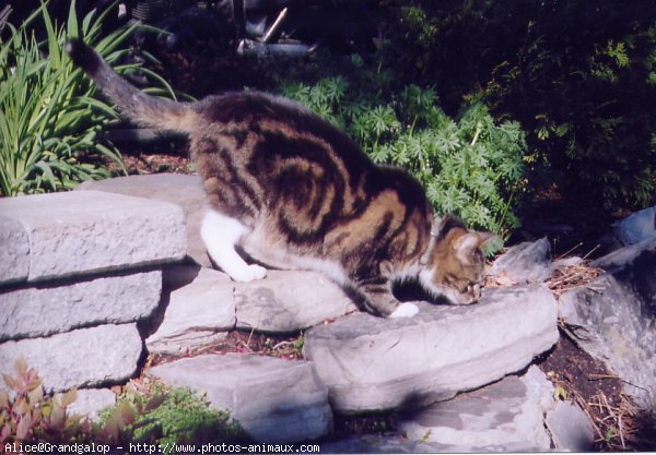 Photo de Chat domestique