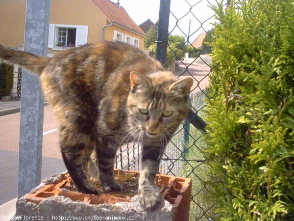 Photo de Chat domestique