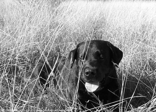 Photo de Labrador retriever