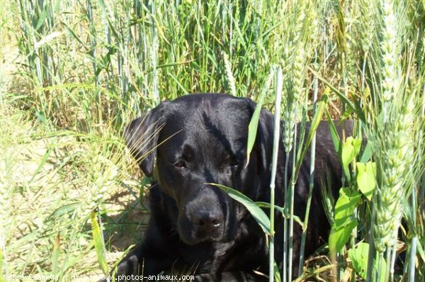 Photo de Labrador retriever