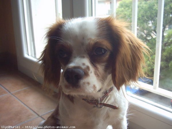 Photo de Cavalier king charles spaniel