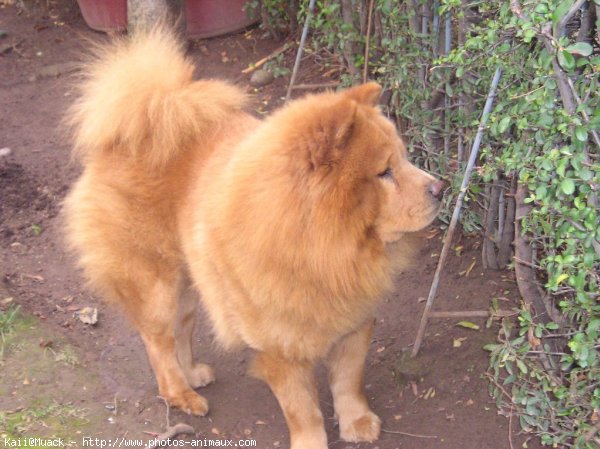 Photo de Chow chow