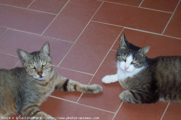 Photo de Chat domestique