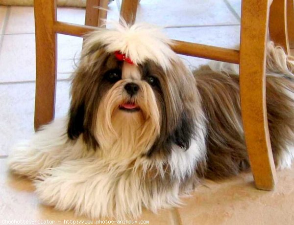 Photo de Shih tzu