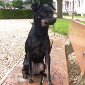 Photo de Pinscher nain