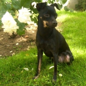 Photo de Pinscher nain