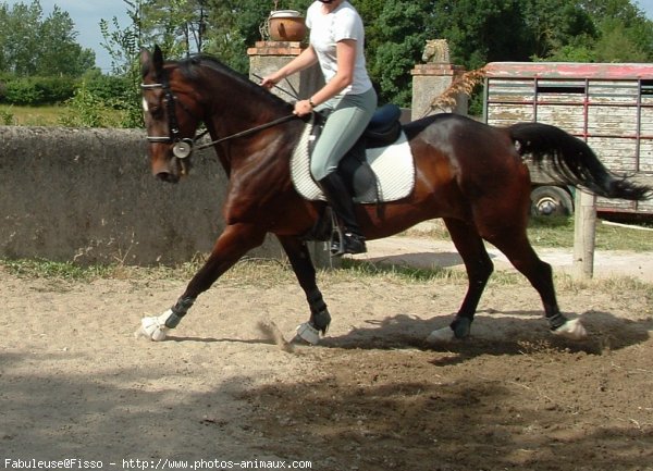 Photo de Trotteur franais