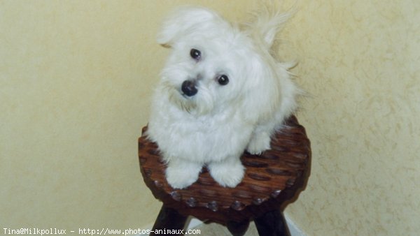 Photo de Bichon maltais