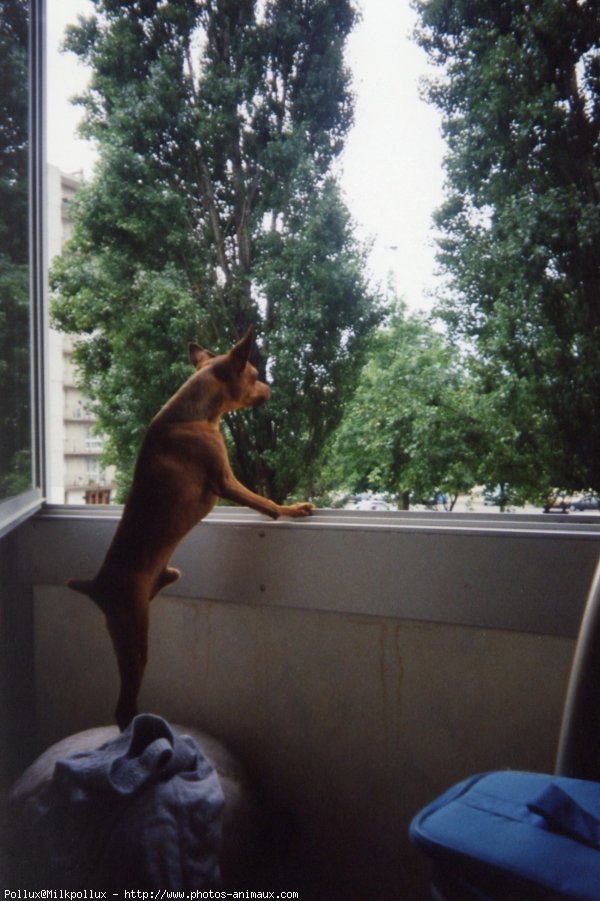 Photo de Pinscher nain