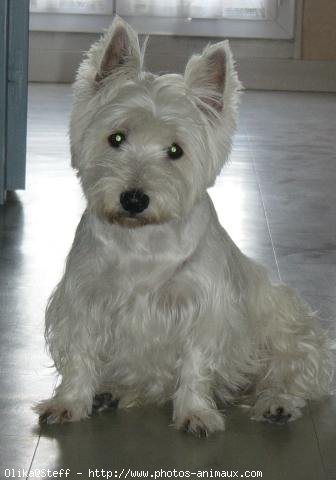 Photo de West highland white terrier