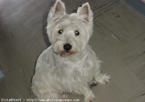 Photo de West highland white terrier