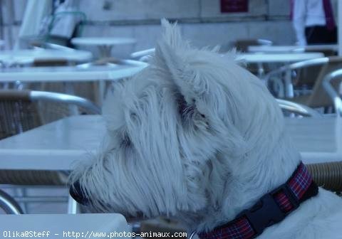 Photo de West highland white terrier