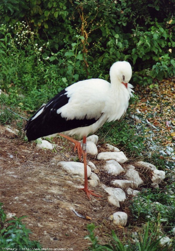 Photo de Cigogne