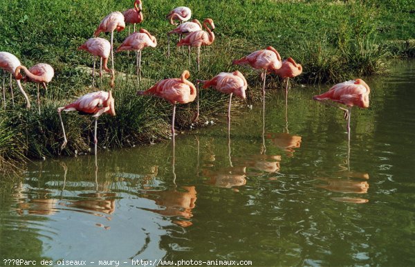 Photo de Flamand rose