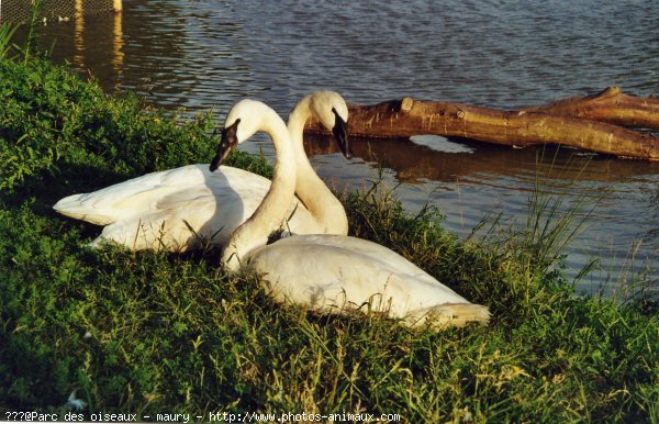 Photo de Cygne