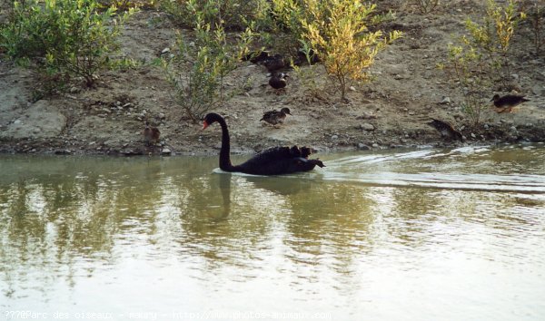 Photo de Cygne