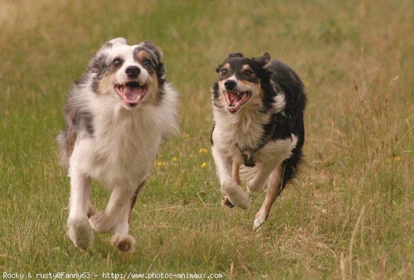 Photo de Border collie