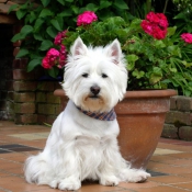 Photo de West highland white terrier