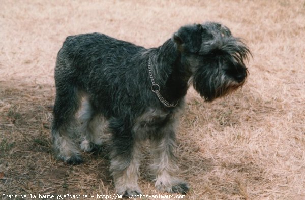 Photo de Schnauzer gant