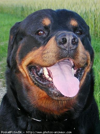 Photo de Rottweiler