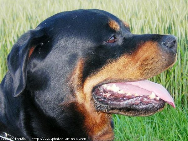 Photo de Rottweiler