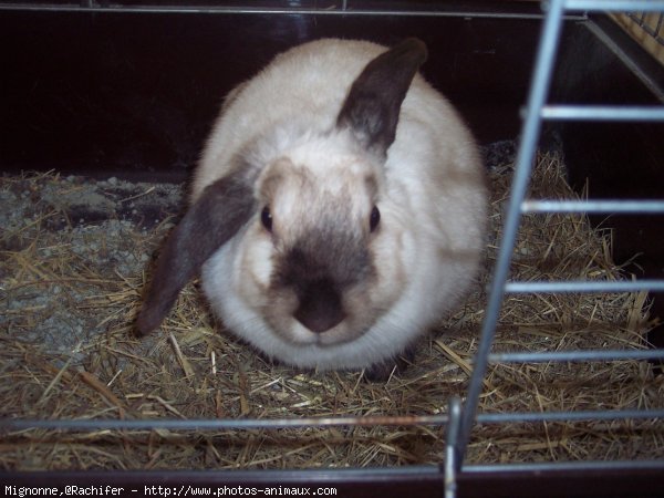 Photo de Lapin