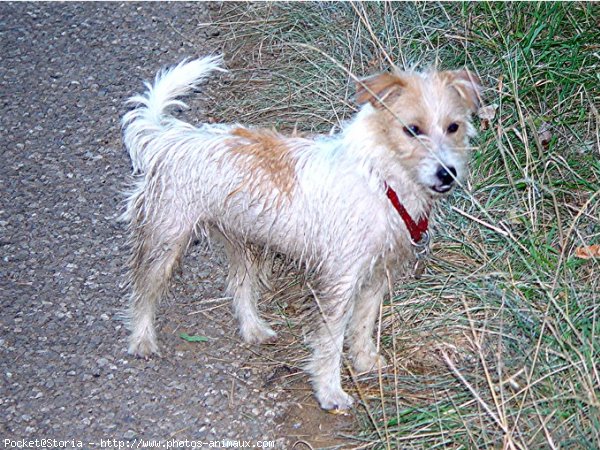 Photo de Jack russell terrier