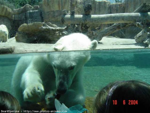 Photo d'Ours