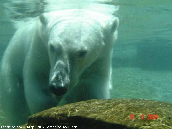 Photo d'Ours