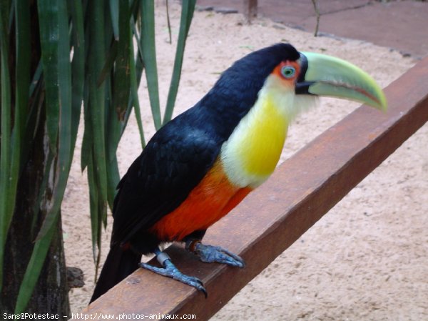 Photo de Toucan