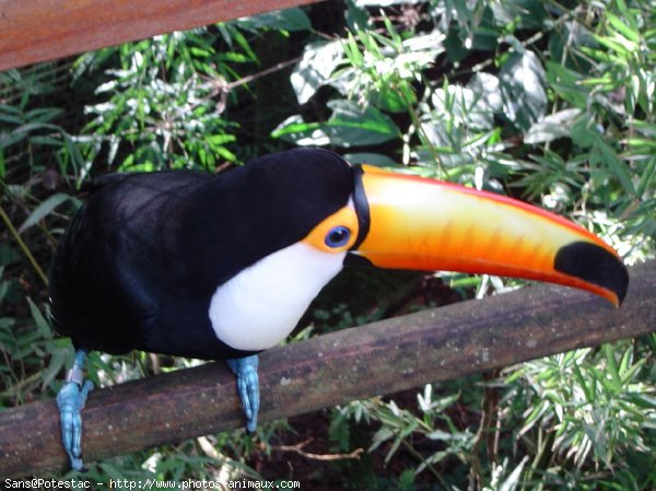 Photo de Toucan toco