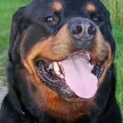 Photo de Rottweiler