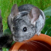 Photo de Chinchilla