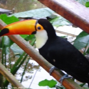 Photo de Toucan toco