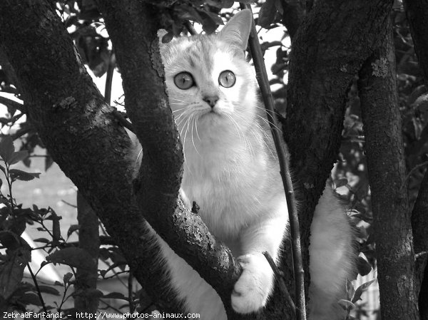 Photo de British shorthair