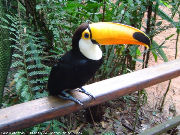 Photo de Toucan toco